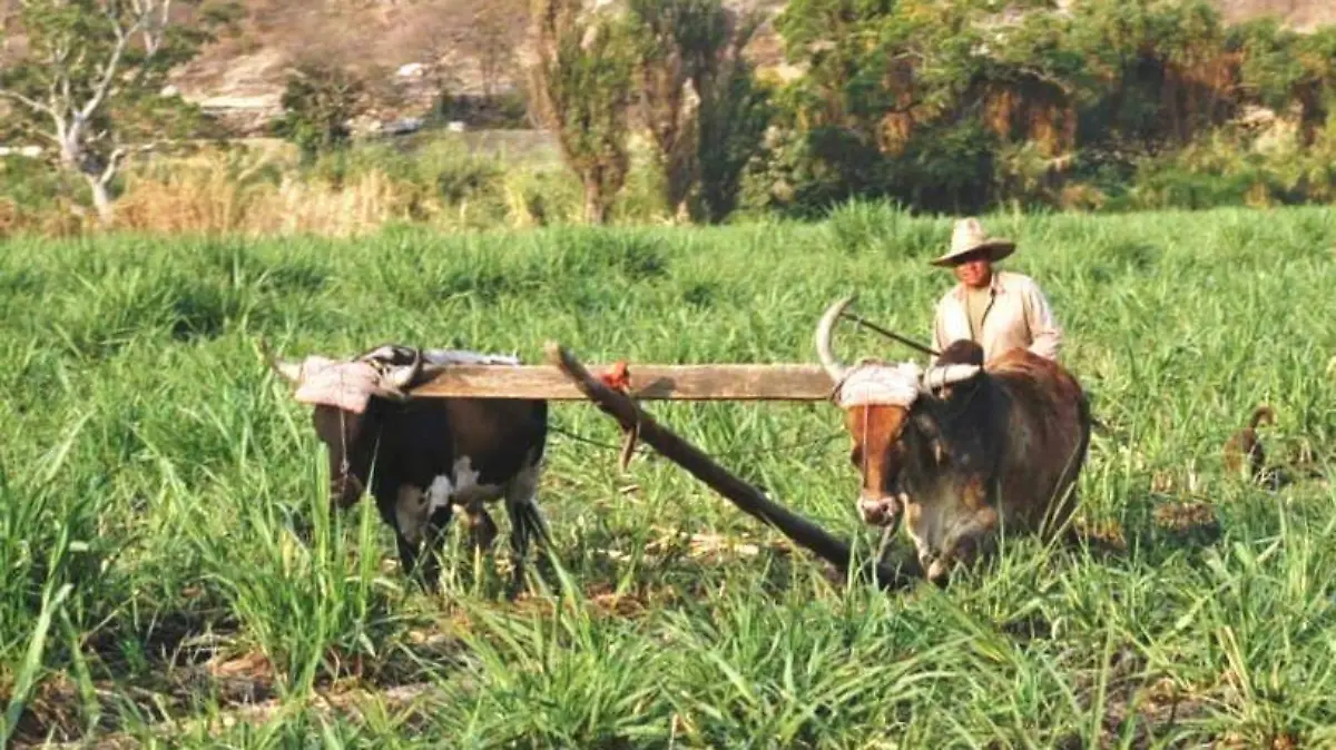 productor-del-campo-trabajando-su tierra